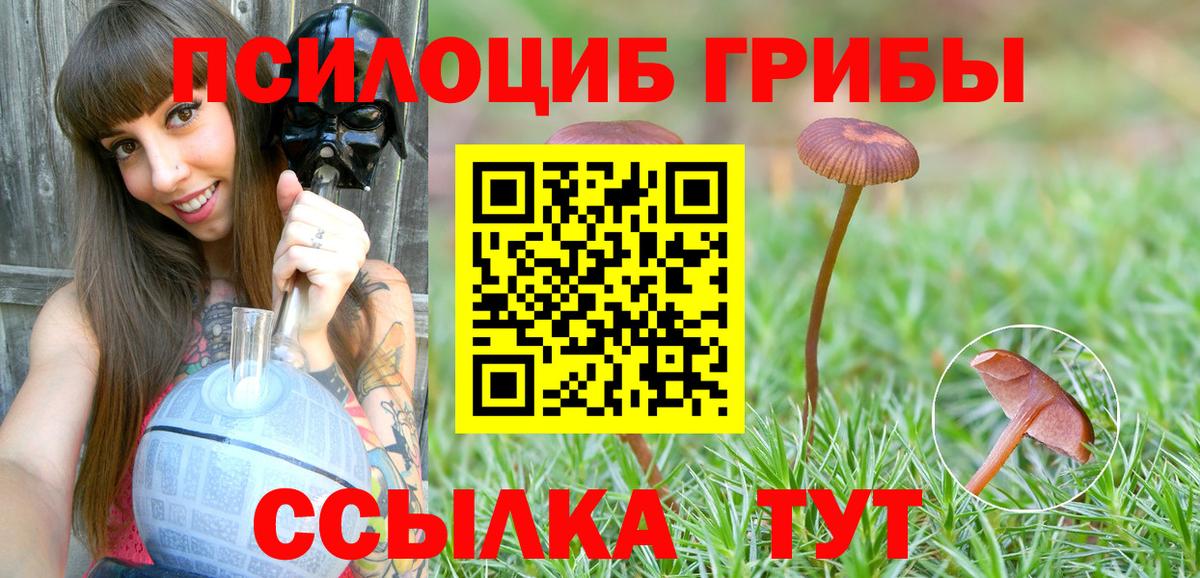 Псилоцибиновые грибы Psilocybe Выкса